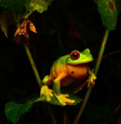 126-Ranoidea chloris